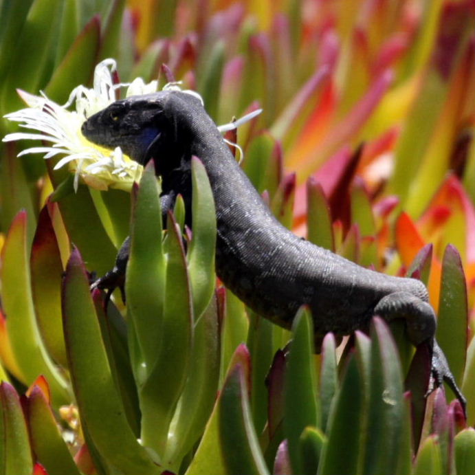 Tenerife Lizard inspecting anemone