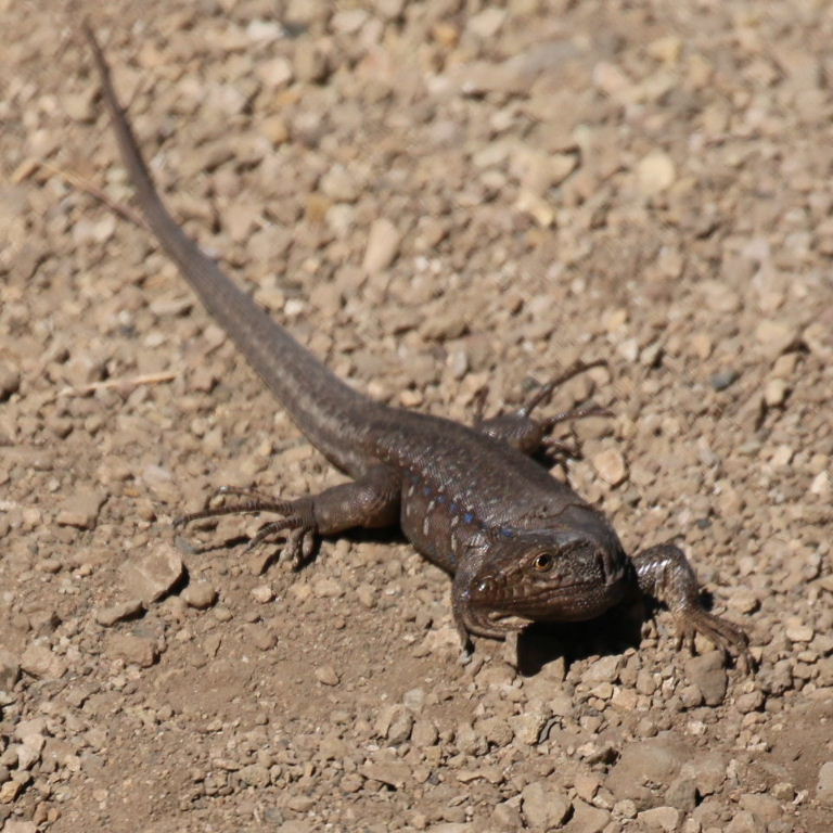 Tenerife Lizard crater subspecies