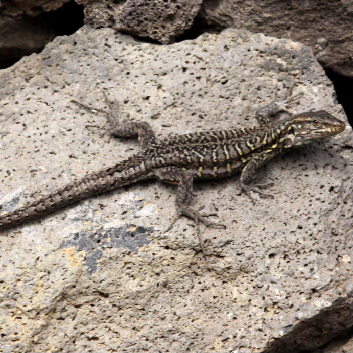 Tenerife Lizard female