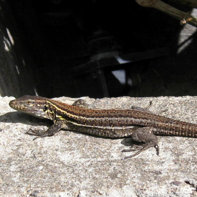 Tenerife Lizard female