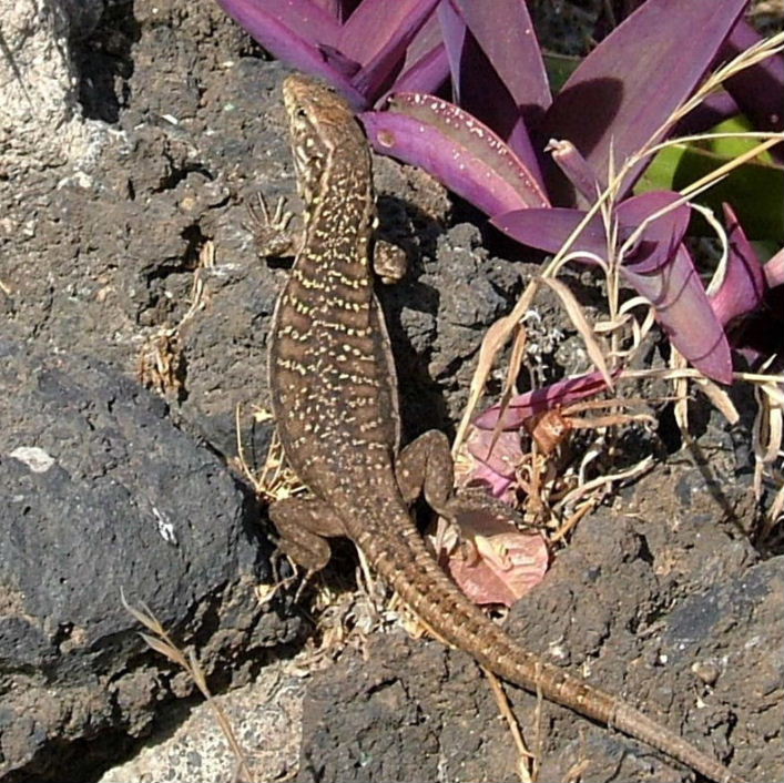 Tenerife Lizard female