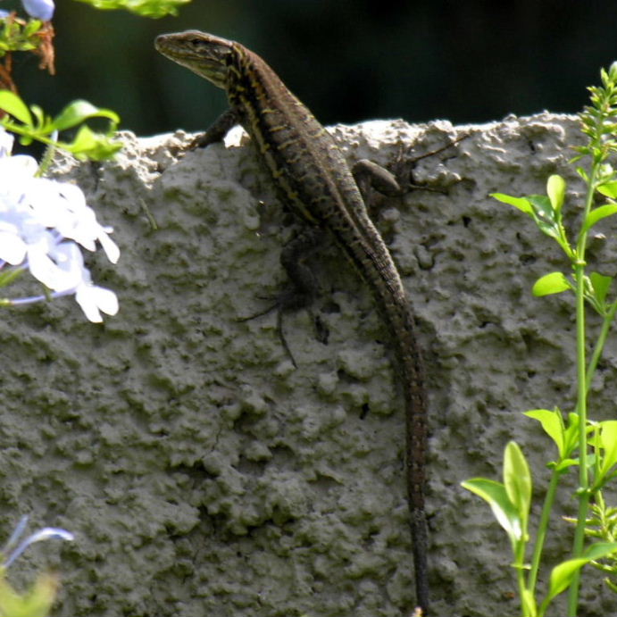 Tenerife Lizard female
