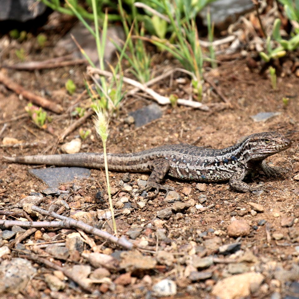 Tenerife Lizard female