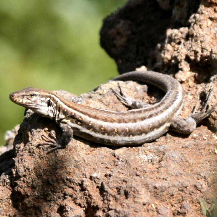 Tenerife Lizard female