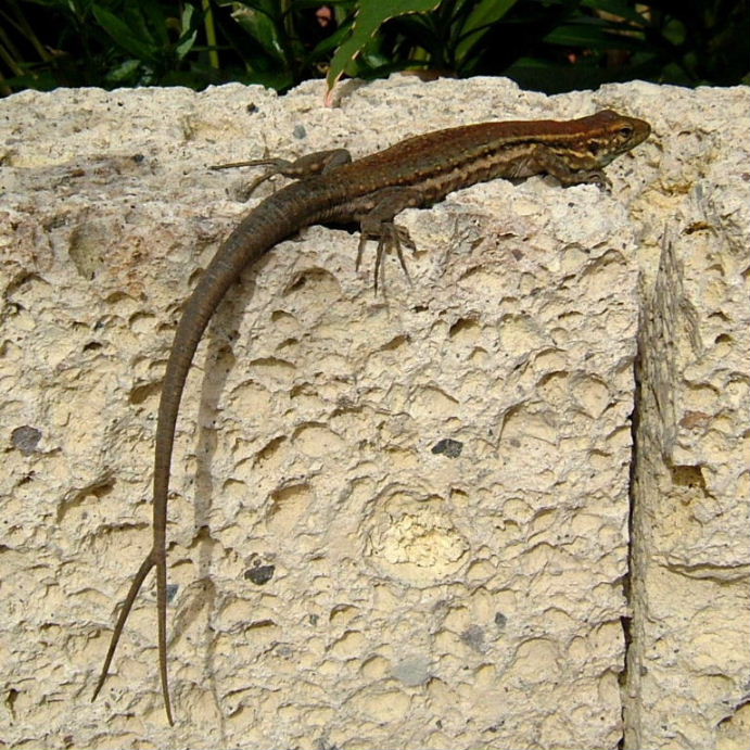 Tenerife Lizard with forked tail