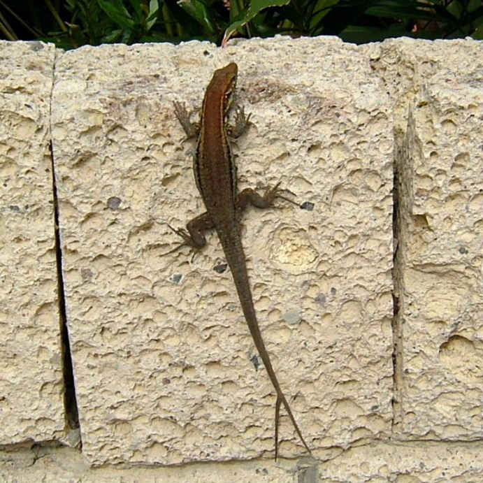 Lizard with forked tail