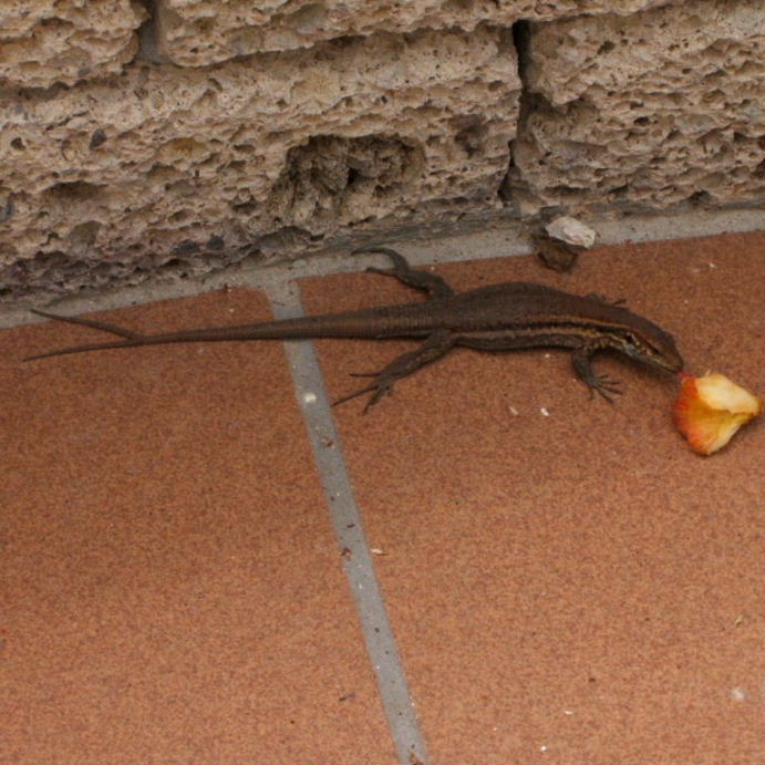 Lizard with forked tail