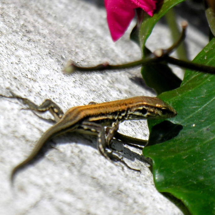 Tenerife Lizard juvenile