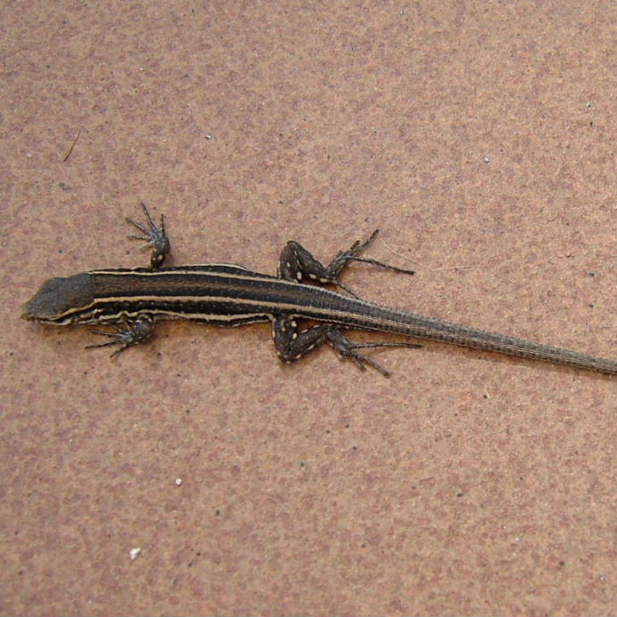 Tenerife Lizard juvenile