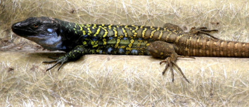 Lizard