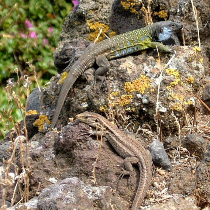 Tenerife Lizards