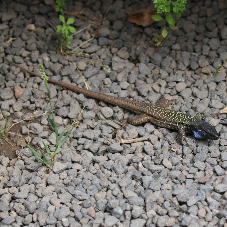 Tenerife Lizard with double tail