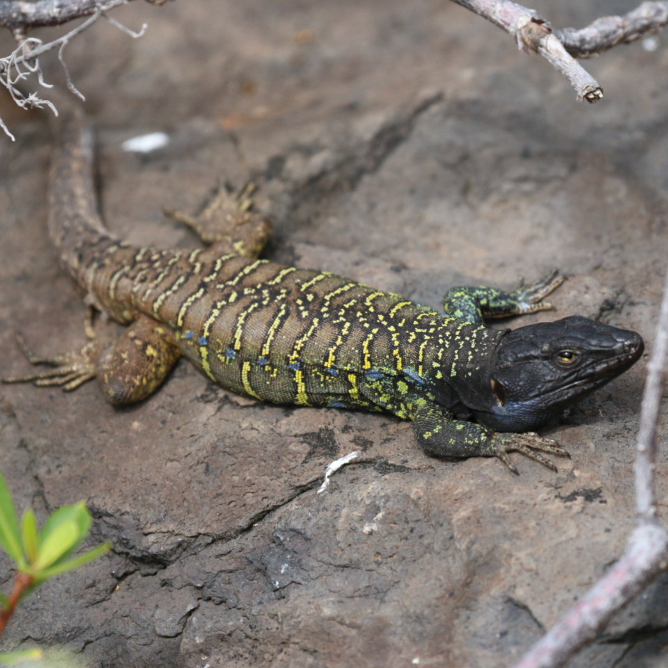Tenerife Lizard male