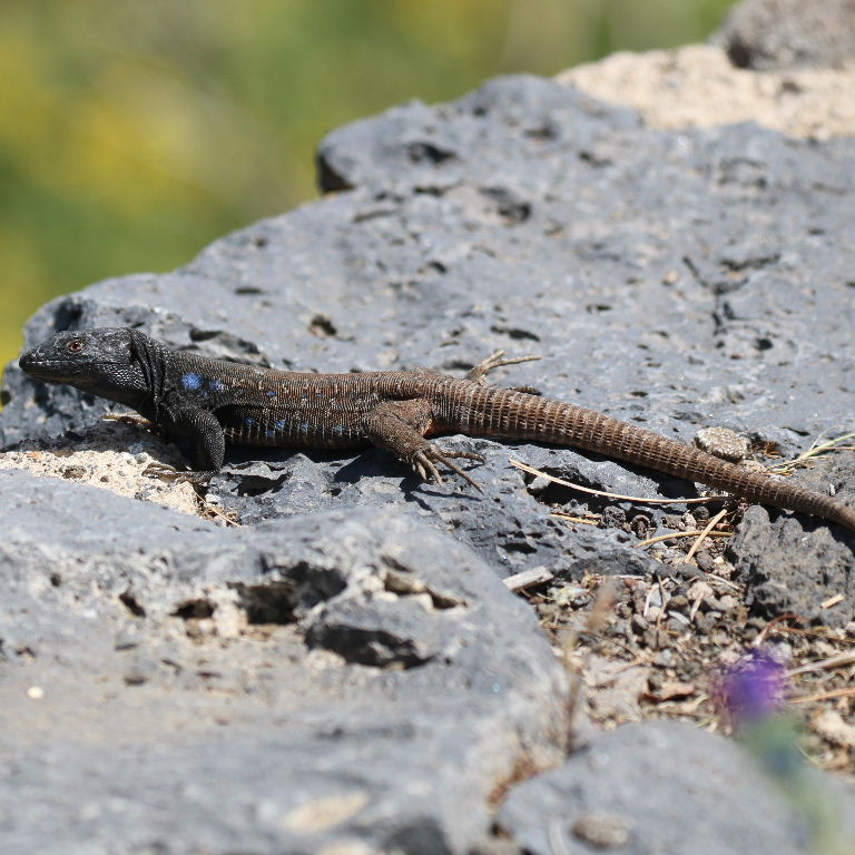Tenerife Lizard mountain subspecies