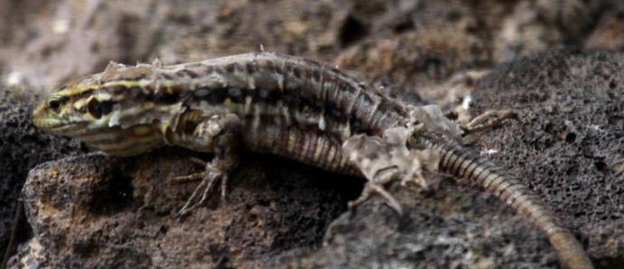 Lizard shedding its skin