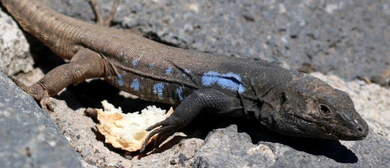 Southern Tenerife Lizard