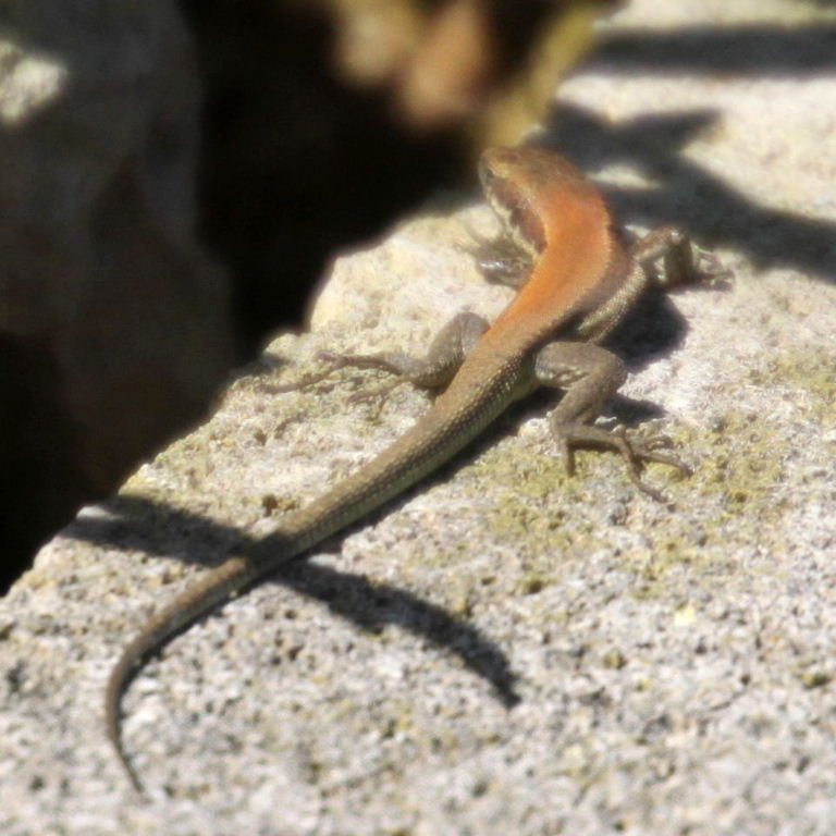 Troodos Lizard