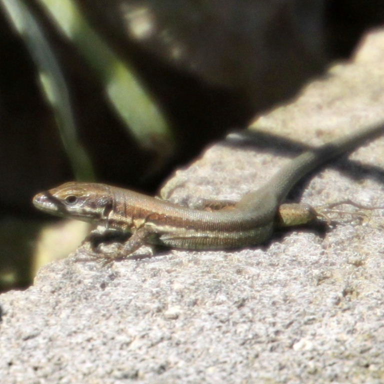 Troodos Lizard