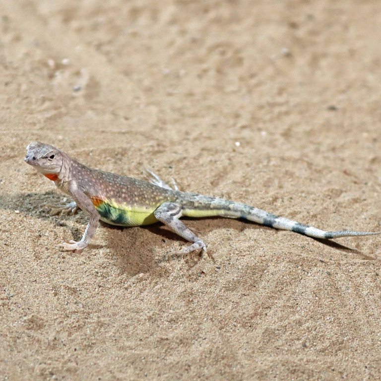 Zebra-tailed Lizard