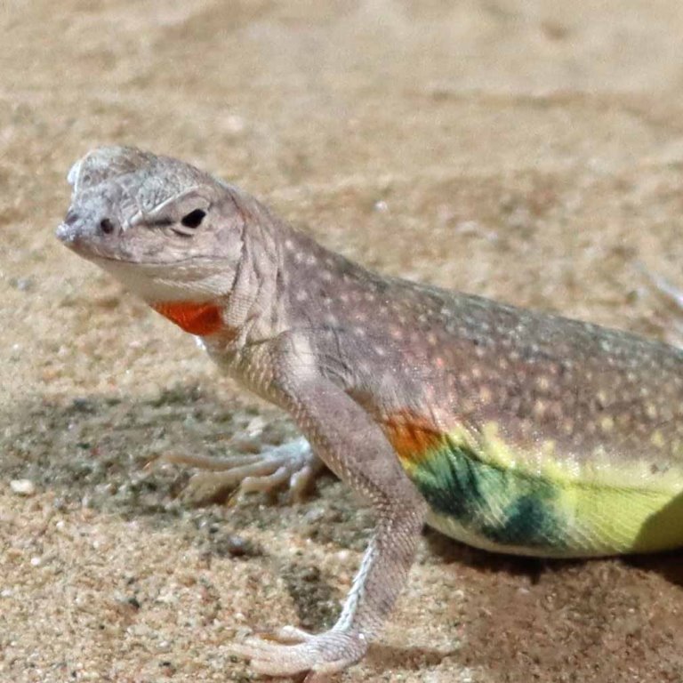 Zebra-tailed Lizard