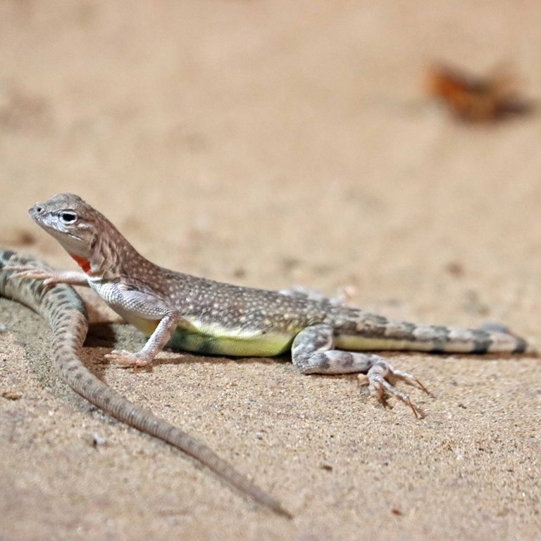 Zebra-tailed Lizard