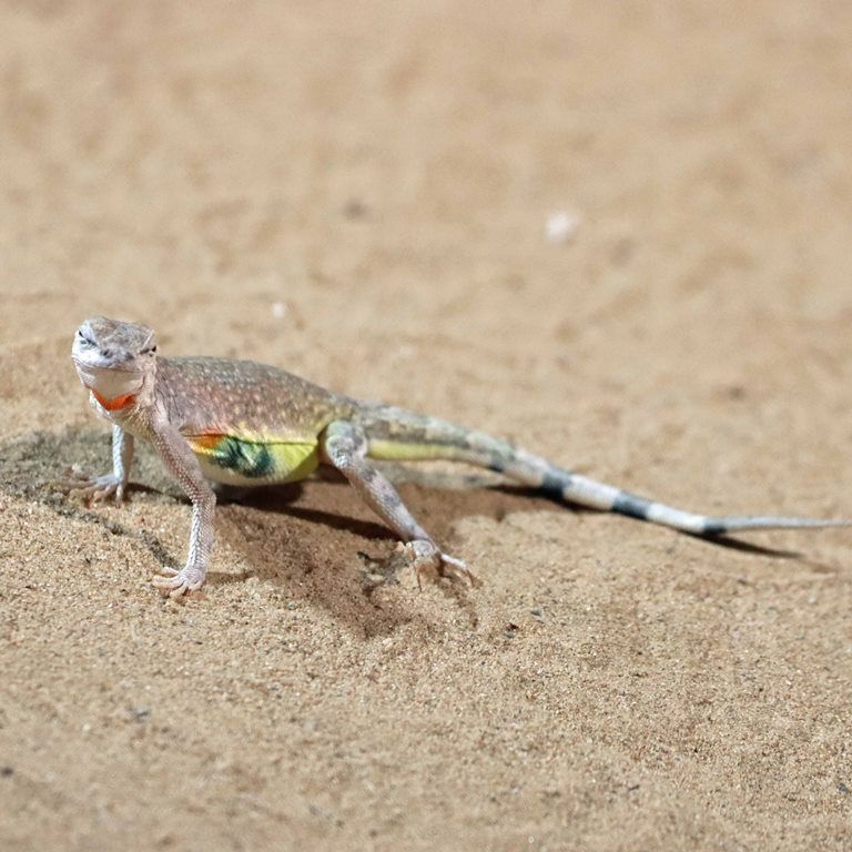 Zebra-tailed Lizard