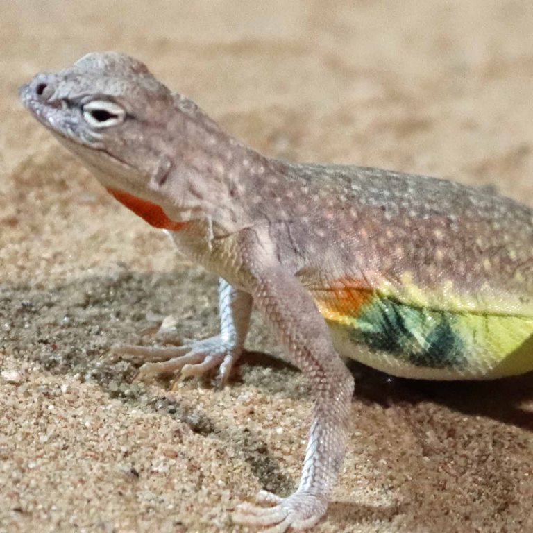 Zebra-tailed Lizard