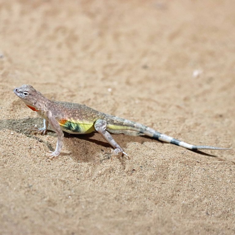 Zebra-tailed Lizard