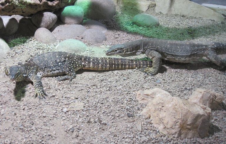 Argus Monitor