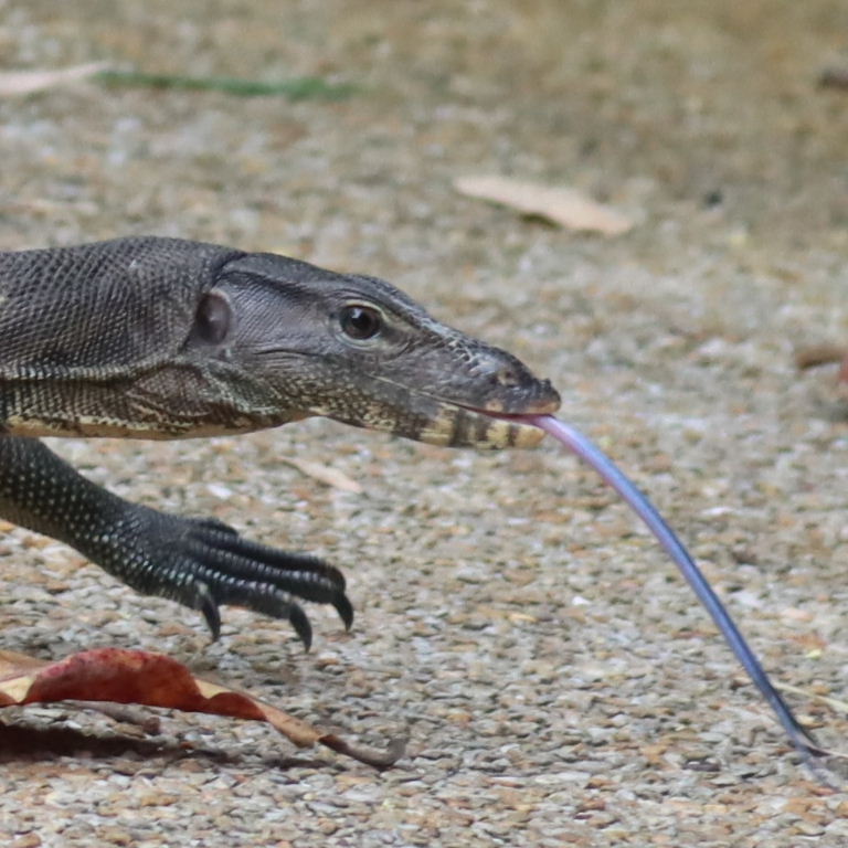 Malayan Water Monitor nostrils