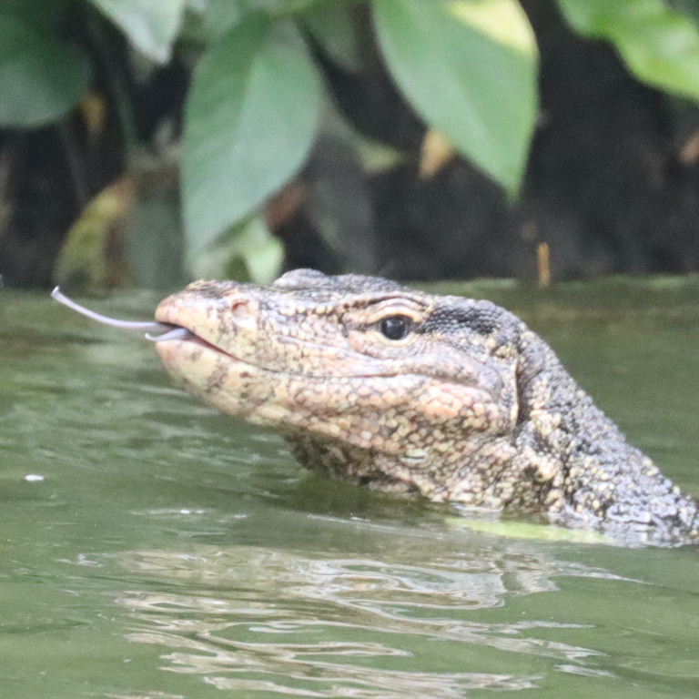Malayan Water Monitor nostrils