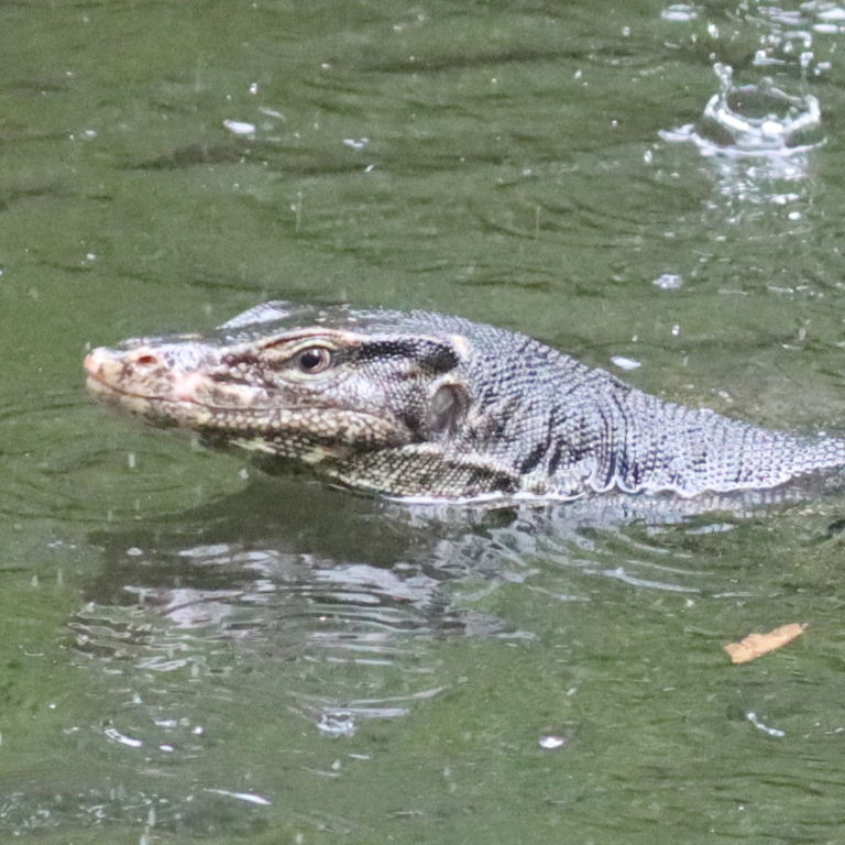 Malayan Water Monitor nostrils