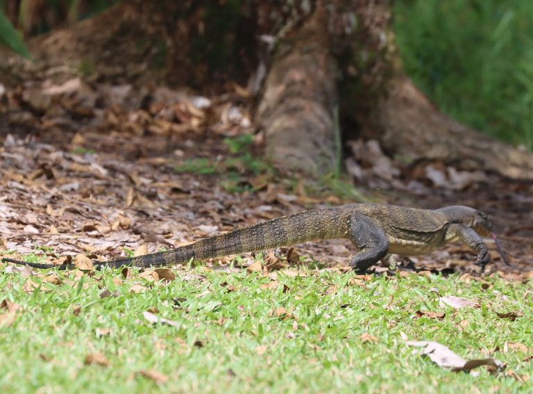Malayan Water Monitor Lizard
