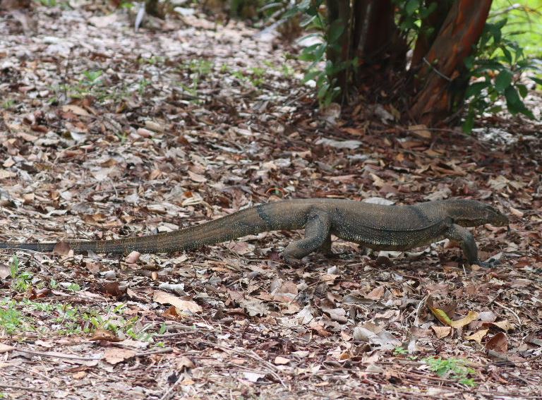 Malayan Water Monitor Lizard