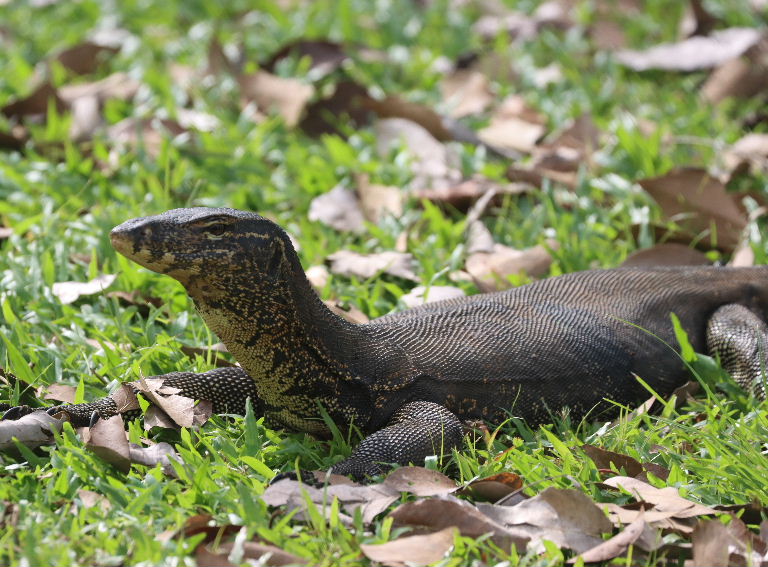 Malayan Water Monitor Lizard