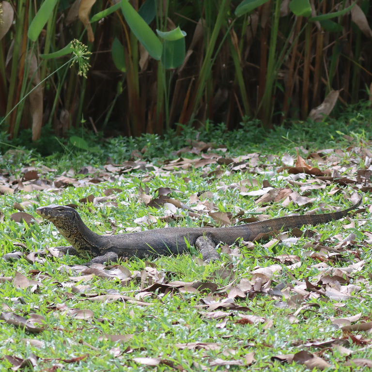 Malayan Water Monitor Lizard