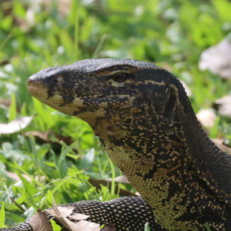Malayan Water Monitor Lizard