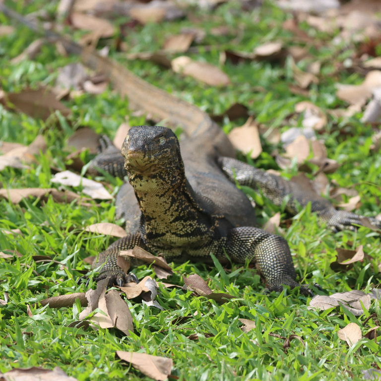 Malayan Water Monitor Lizard