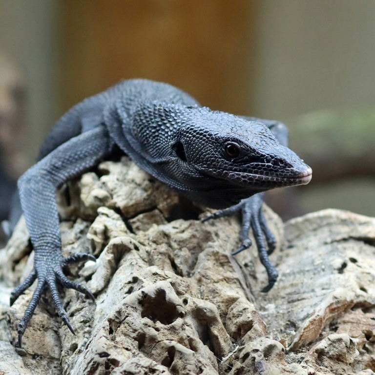Black Tree Monitor