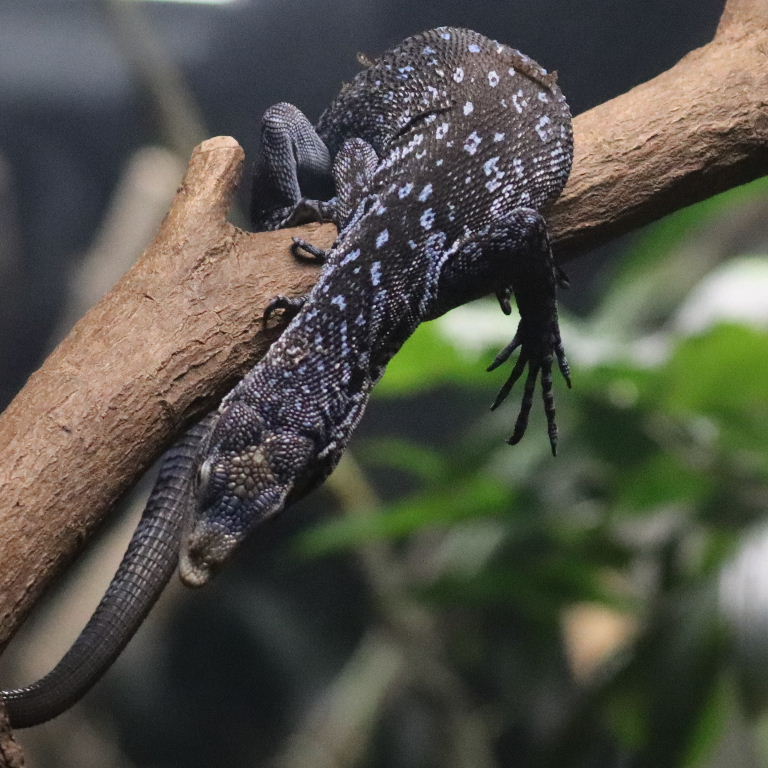 Blue-spotted Tree Monitor