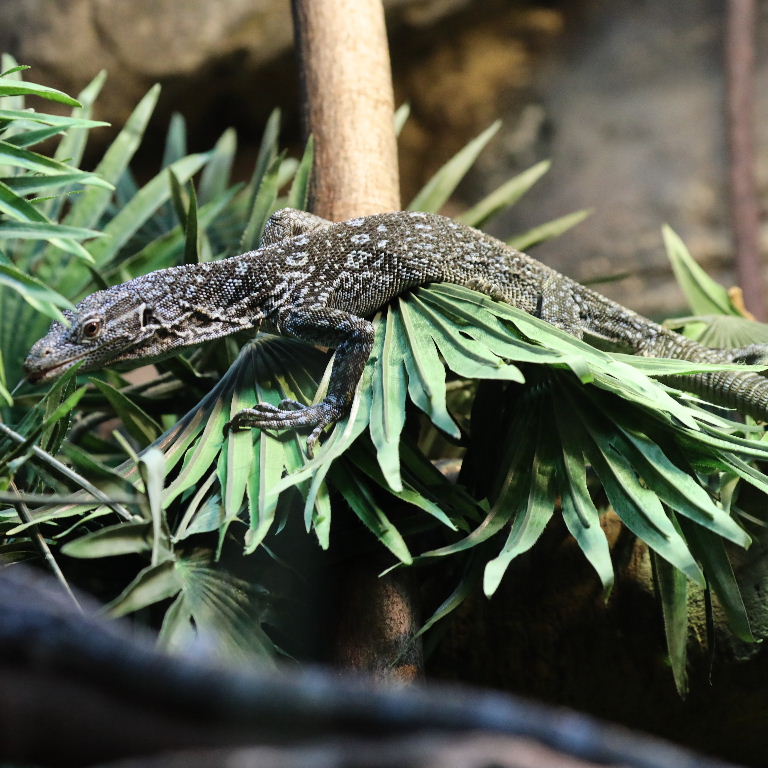 Blue-spotted Tree Monitor
