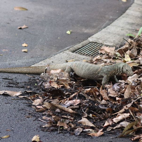Clouded Monitor Lizard
