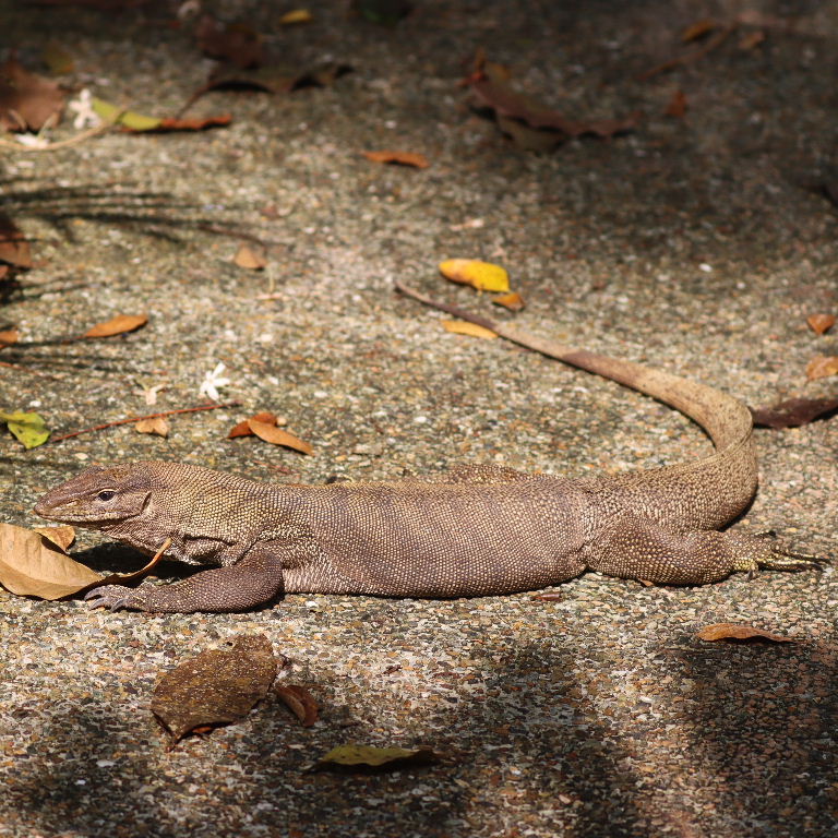 Clouded Monitor Lizard