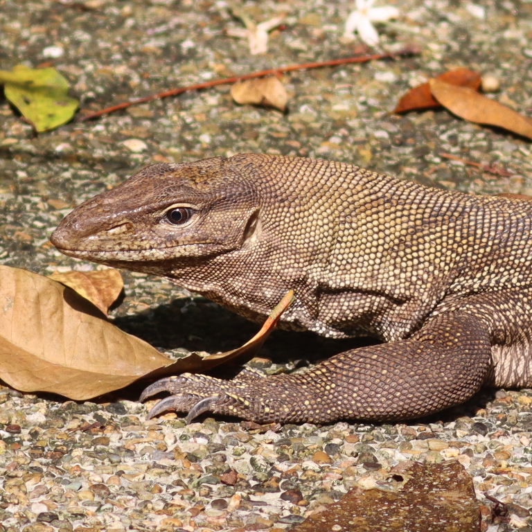 Clouded Monitor Lizard