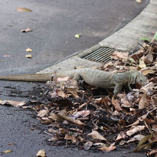 Clouded Monitor Lizard in leaf liter