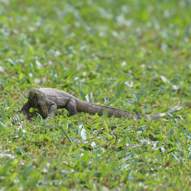 juvenile Clouded Monitor Lizard
