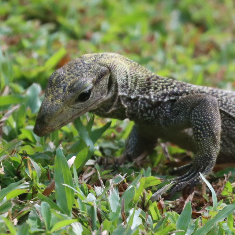 juvenile Clouded Monitor Lizard