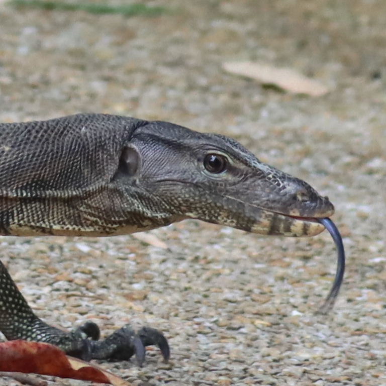Malayan Water Monitor Lizard rounded nostril