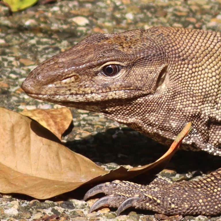 Clouded Monitor Lizard slit nostril
