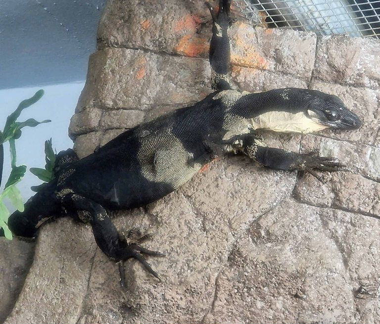 Lace Monitor Lizard